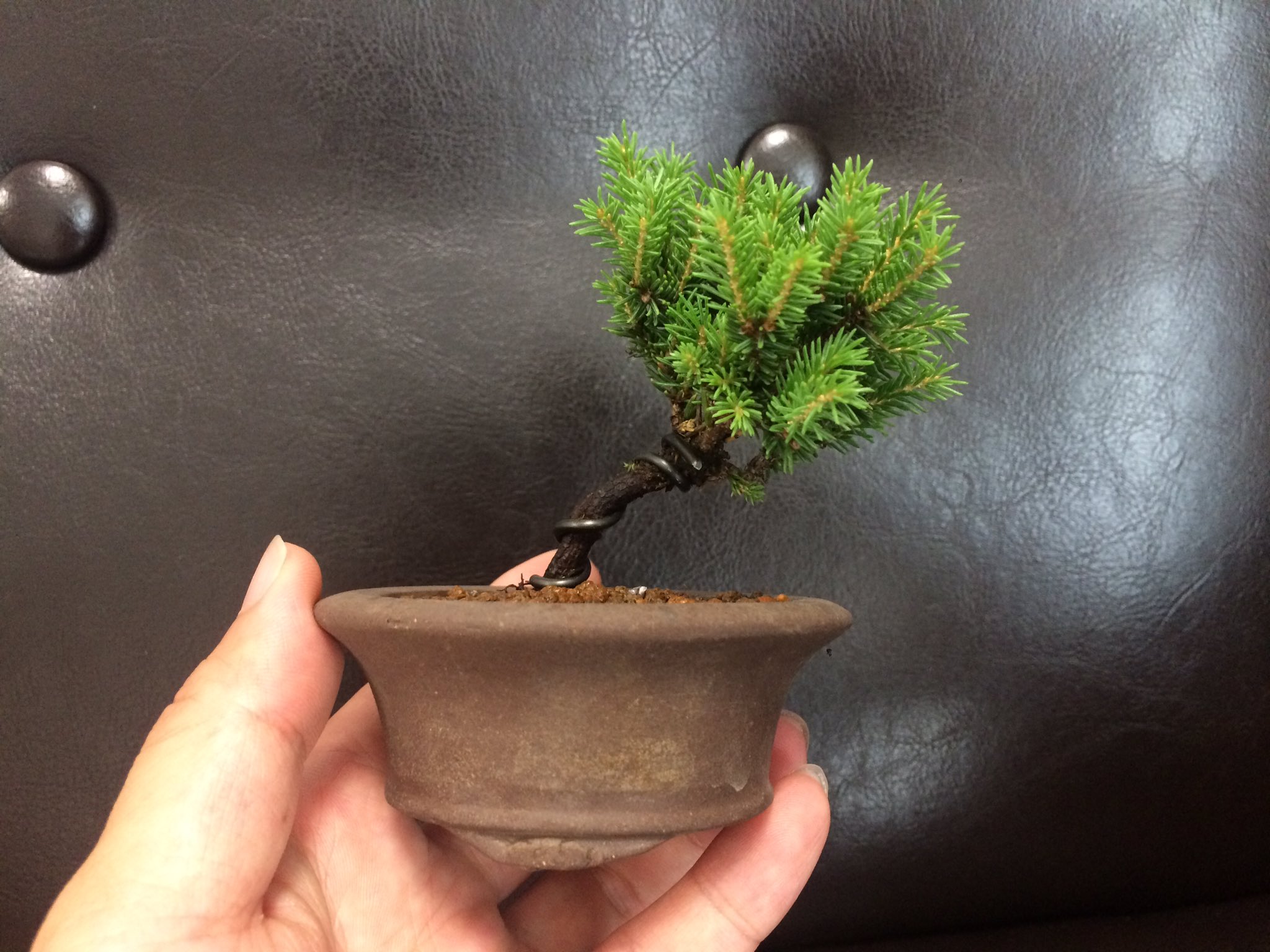 Tomy 富威 Bonsai おはようございます 昨日 仕事帰りに園芸店に立ち寄り ミニ蝦夷松 樹高7cm を購入 針金を巻いて 幹に曲をつけつつ 植え替えました 剪定してもいいかな と思いつつ この時期に強めに切って良いものかわからず