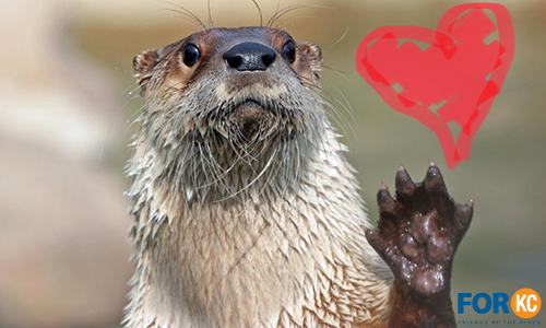 KCRiverfest's tweet photo. Know why we throw #KCRiverfest each year? We are Friends of the River KC, and monies raised from KC Riverfest help clean up rivers and plant trees, flowers, bushes, grasses. Thanks for helping to keep KC beautiful! #KCLove #Nature #IndependenceDay #FOR_KC #MightyMO #BigMuddy https://t.co/MB6ui8Ahf0