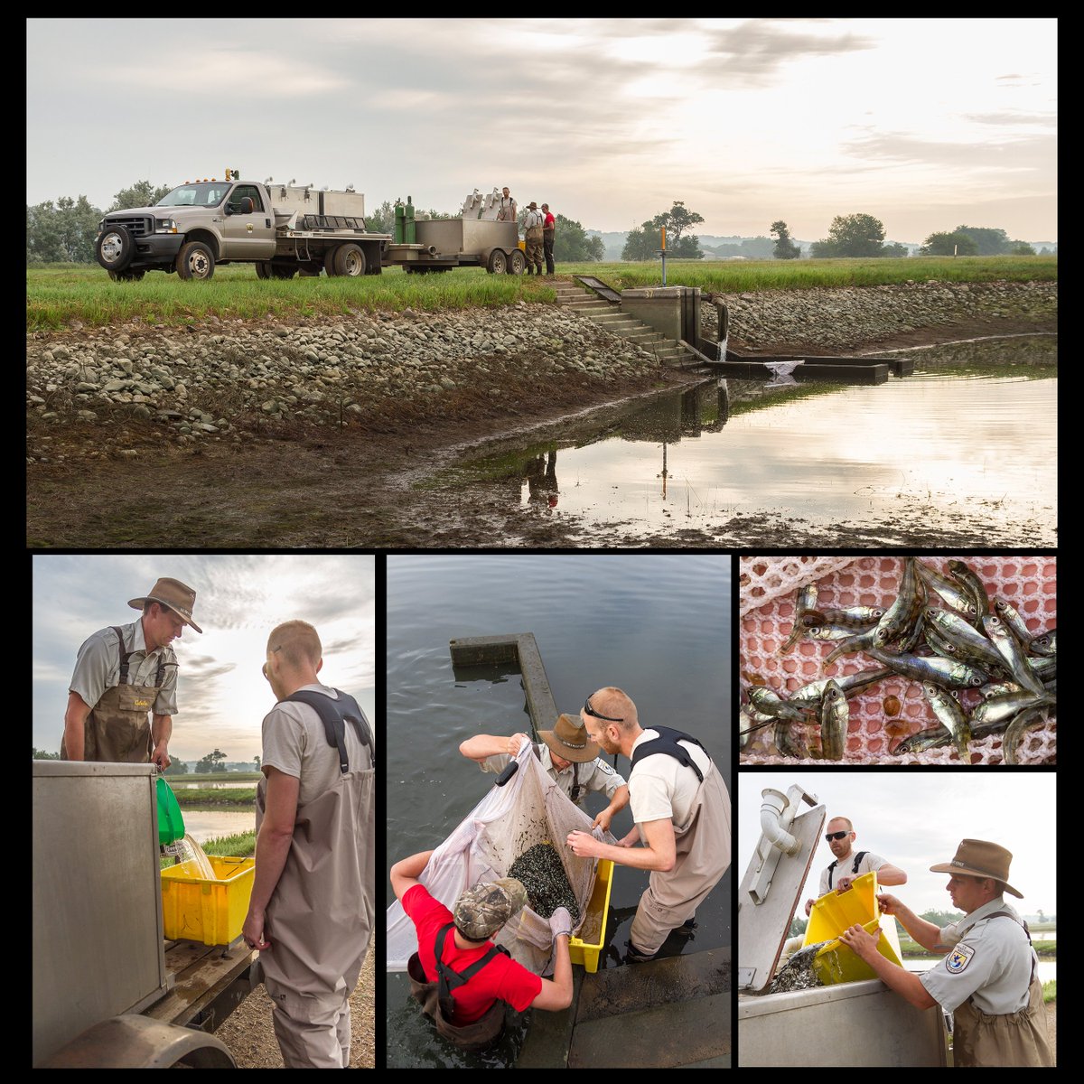 Gavins Point NFH tweet media