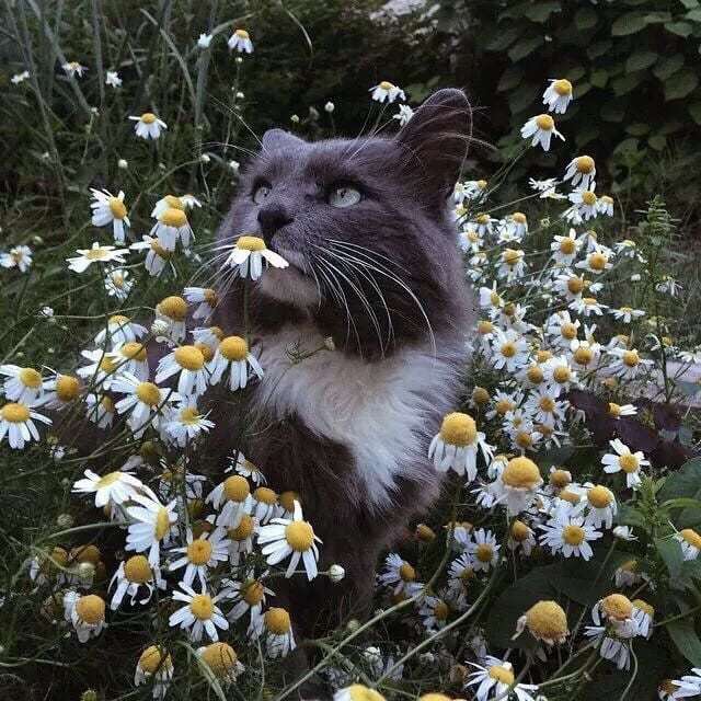 Мяу