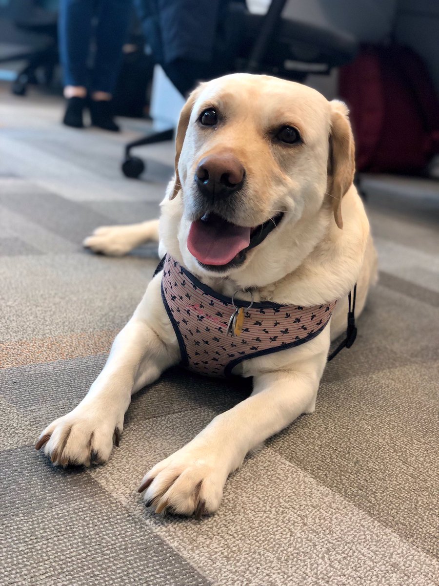 FingerpaintGrp's tweet photo. Itβs always #takeyourdogtoworkday at Fingerpaint, because of our #petfriendlyoffice benefit! #workperks #TYDTWD #agencydogs #officedogs https://t.co/mzvx60z4BY