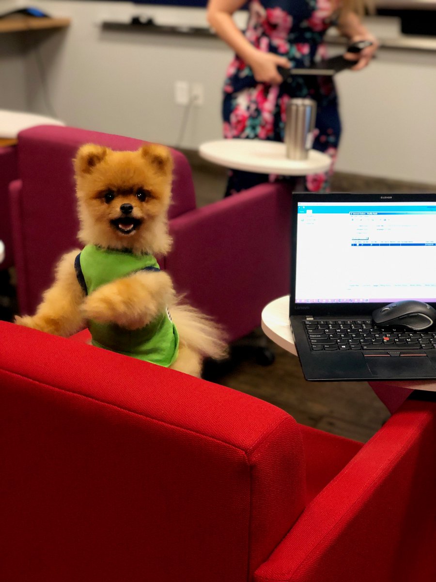 MowerAgency's tweet photo. The Charlotte office celebrated #takeyourdogtoworkday 🐕, needless to say it was a PAWSOME🐾 time! https://t.co/MaiZldYuCg