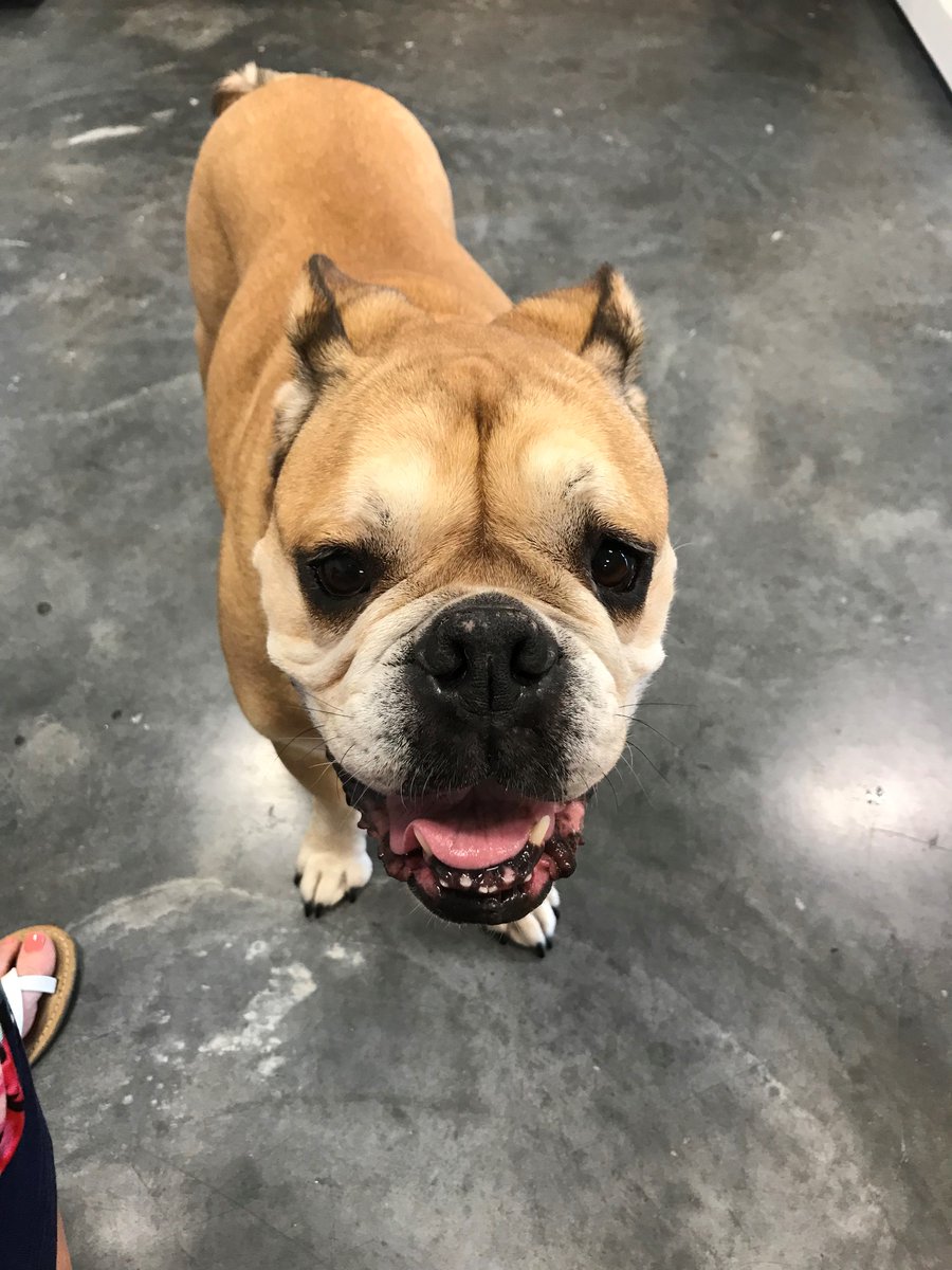 MowerAgency's tweet photo. The Charlotte office celebrated #takeyourdogtoworkday 🐕, needless to say it was a PAWSOME🐾 time! https://t.co/MaiZldYuCg