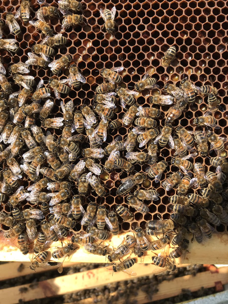 HelixBeekeepers's tweet photo. Can you spot #queenie?#honeybees #bees #beekeepers #beekeeping #hebees #helixbeekeepers #welovebees #meetthebees #topbeechat https://t.co/WljMC9QKyX
