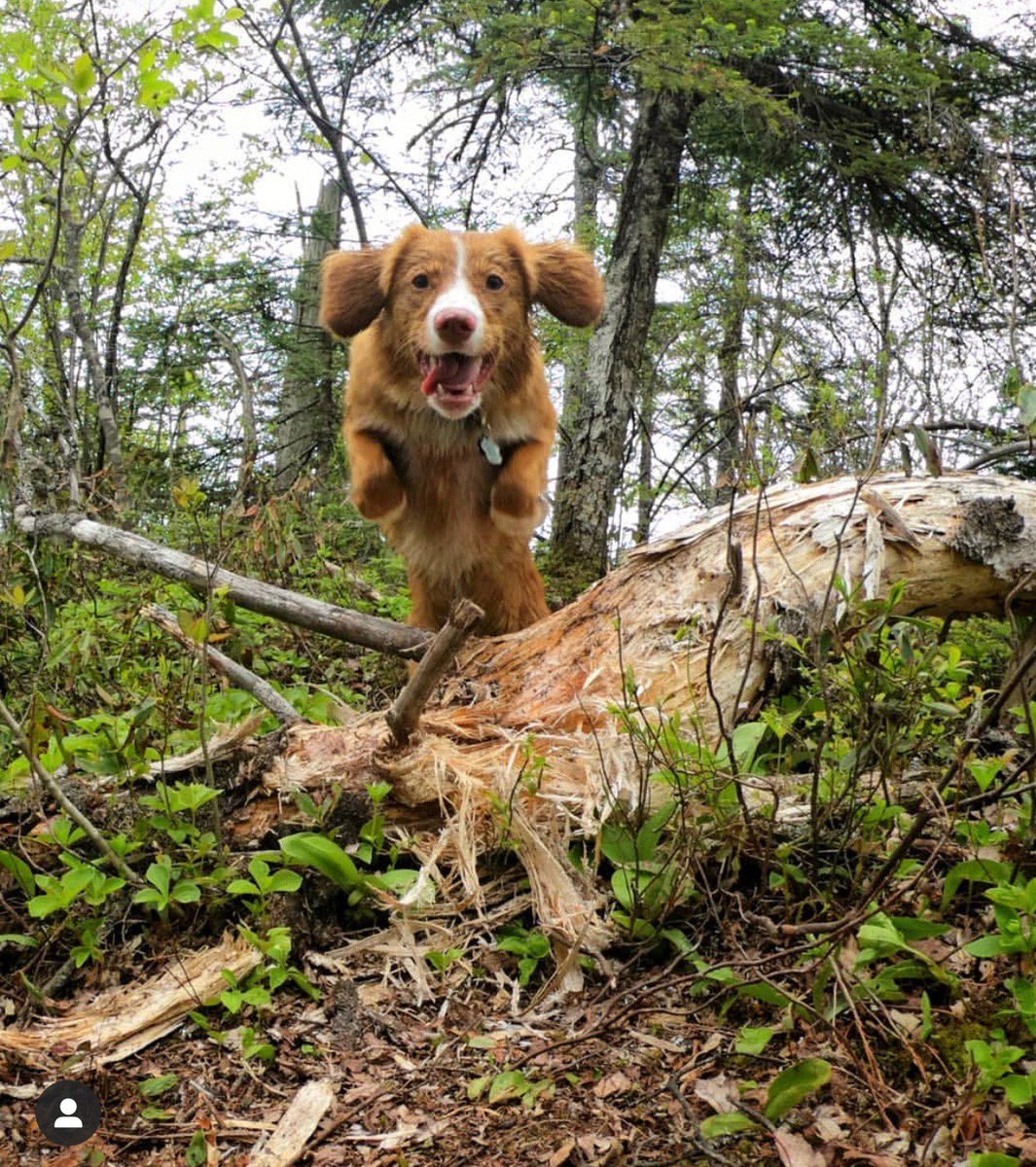 Happy weekend from @TetleyToller, and all of us at Baie Run!