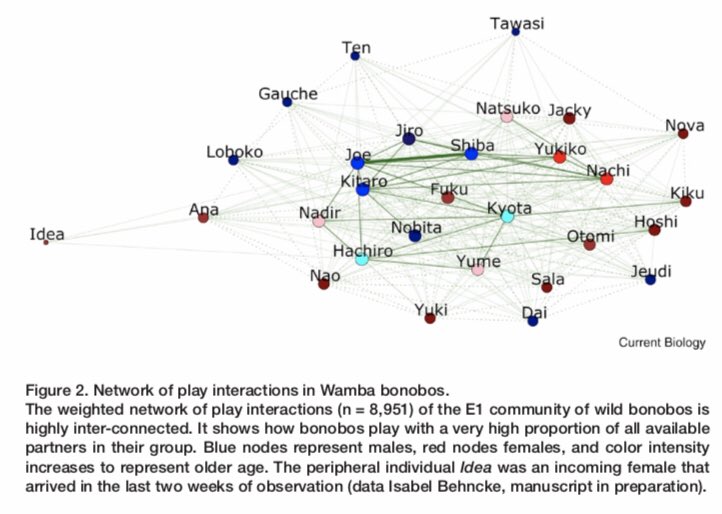 Some puzzles the model helps explain:Bonobos, like us, spend an inordinate amount of time playing—hanging out and doing ow seemingly wasteful, but “fun” activities. Some might be learning. But much is best described as “bonding.”