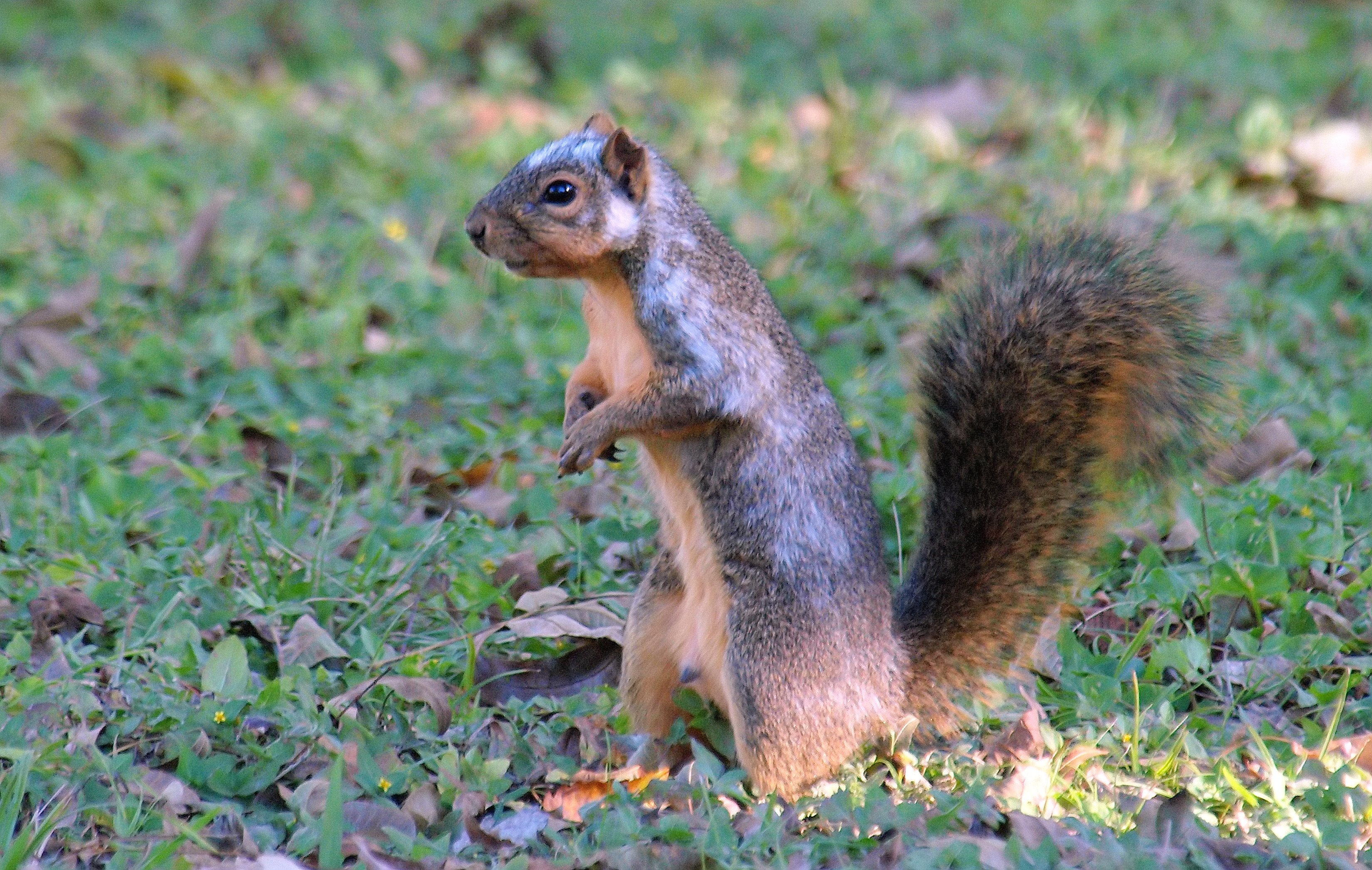 Piebald Fox Squirrel