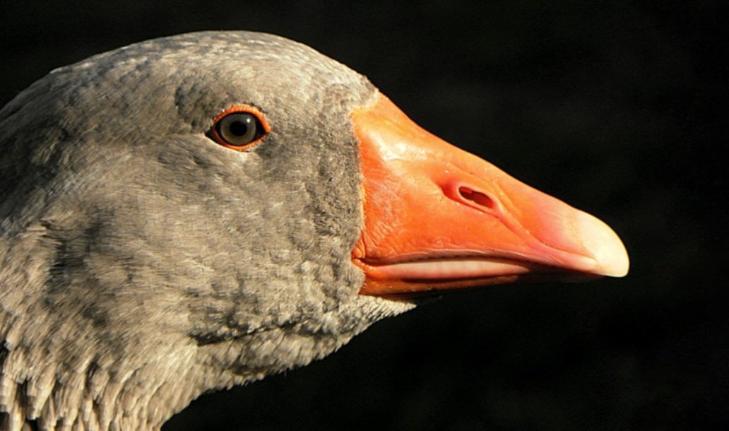 NewYorkCityConsiders FoieGrasBan
..NYCityCouncil held..hear'g on..Intro1378a proposal2ban..sale..foie gras introduced by..MemberCarlinaRivera..Typically the production of foie gras involves force-feed'g ducks or geese until their livers reach an engorged,..vegnews.com/2019/6/new-yor…