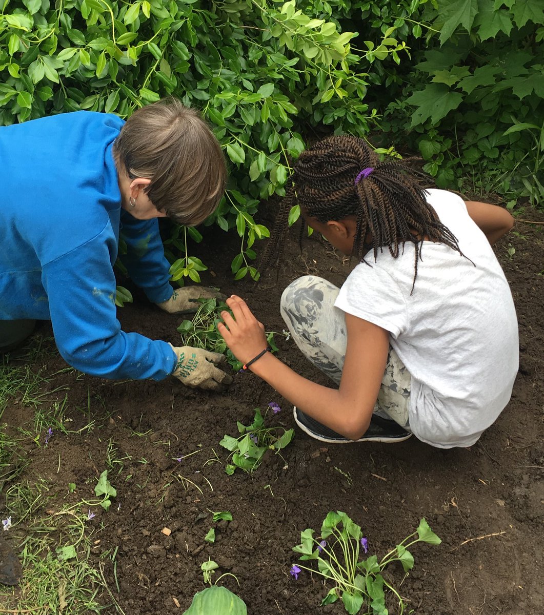 msbrycesclass's tweet photo. This week is #PollinatorWeek! A month ago, Ss turned some space in front of @FairbankPS into a native plant garden to attract pollinators 🐝 https://t.co/6kKtFDSxVY