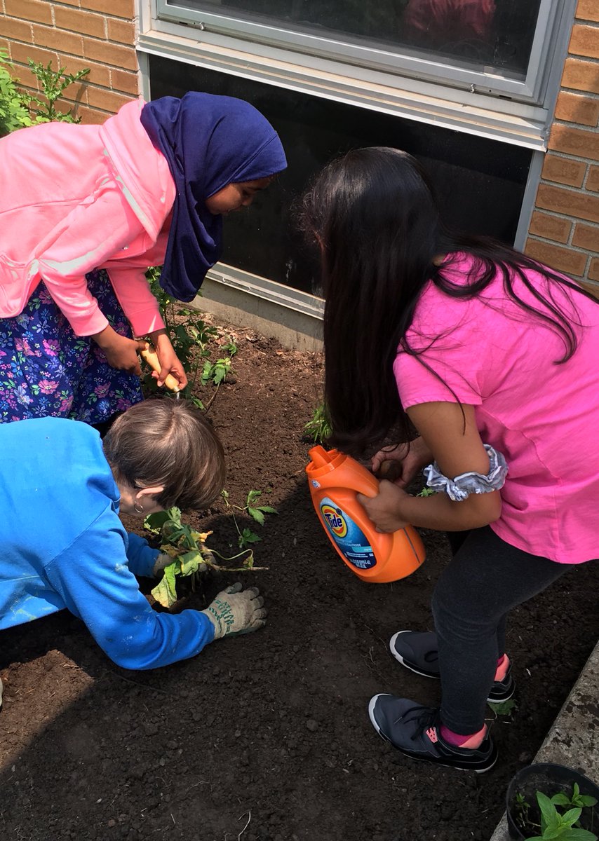 msbrycesclass's tweet photo. This week is #PollinatorWeek! A month ago, Ss turned some space in front of @FairbankPS into a native plant garden to attract pollinators 🐝 https://t.co/6kKtFDSxVY