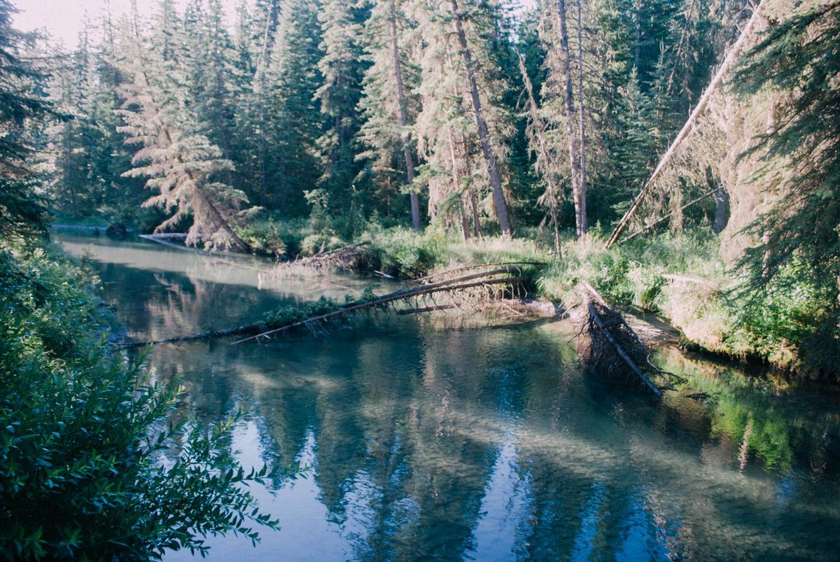 AlpineAirAdv's tweet photo. Best Hikes to Do This Spring! #4 – Fenland Trail: If you want something pleasant, easy and downright comfortable this spring, then the Fenland Trail is for you. A flat 2km loop around the edge of Banff, it will go around the old forest and up the 40 Mile Creek. https://t.co/7E9GoTfOBR