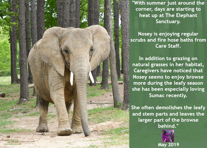 ActforNosey's tweet photo. #NoseyTheElephant Update May 2019 #NoseyNews  

"#Nosey walks through the woods in the habitat. Caregivers are happy to report that she has been devouring lots of browse during this leafy season, digging in the mud, and eagerly participating in firehose baths on hot days." https://t.co/HvJkm2e0rd