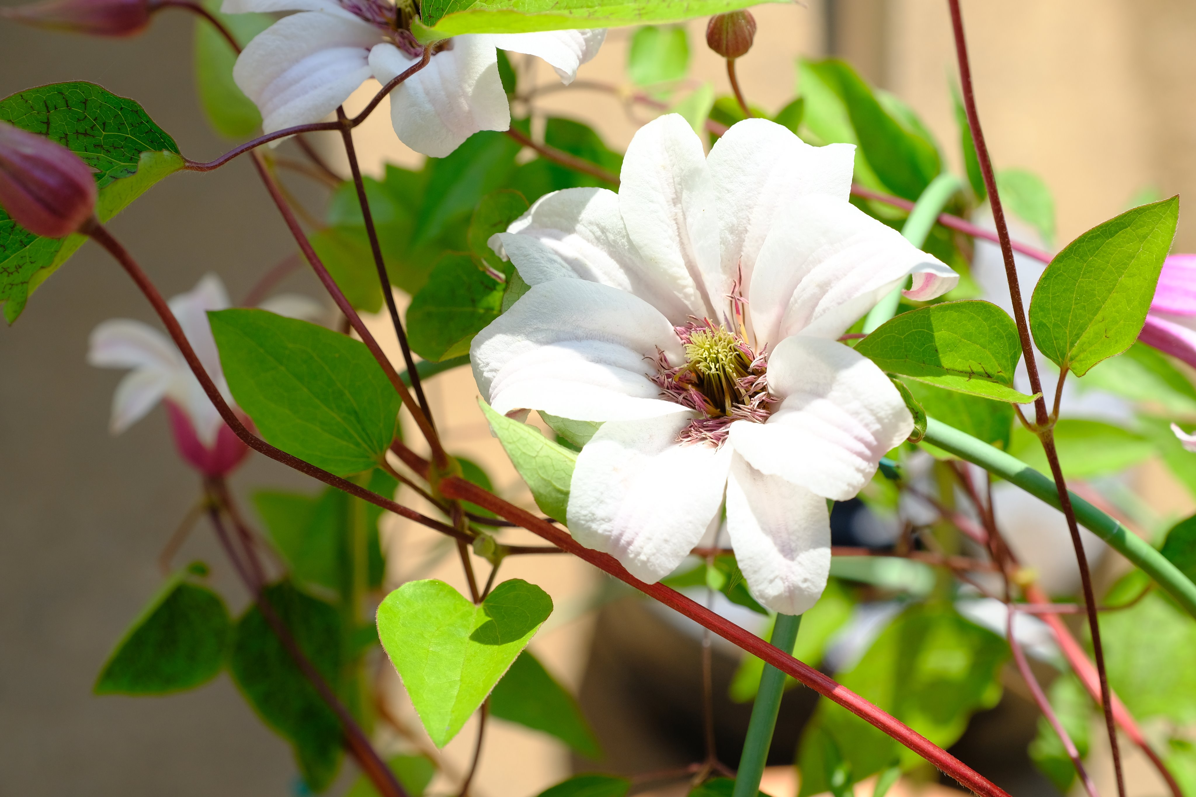 夢子 Sur Twitter ジョルノがナランチャを包んだ花はクレマチスかなぁ 花言葉 的にはナランチャっぽい 精神の美 美しい心 清廉な心 高潔 安全 旅人の喜び 策略 など 日本でもヨーロッパでも咲いてる花だけど 種類が多くて分からん また教え