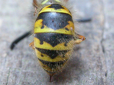 B_Strawbridge's tweet photo. Q: How many #wasp species do you think there are in the UK?

A: Approximately 9,000

Of these, only 9 species are social. Here's a great page to help identify the social species...

https://t.co/1cysgeQu6Q https://t.co/reNCid3vnq