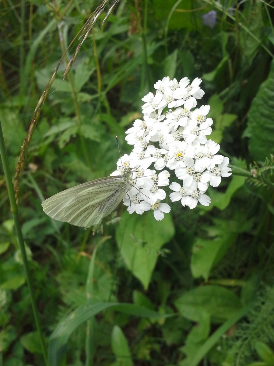 CityofEdmonton's tweet image. Celebrate National Pollinator Week with #RootForTrees! Join us at our Pollinator Planting event at Terwillegar Rec Centre on June 22 from 10am-2pm. You&apos;ll even get to take home a native wildflower! bit.ly/2L48khB