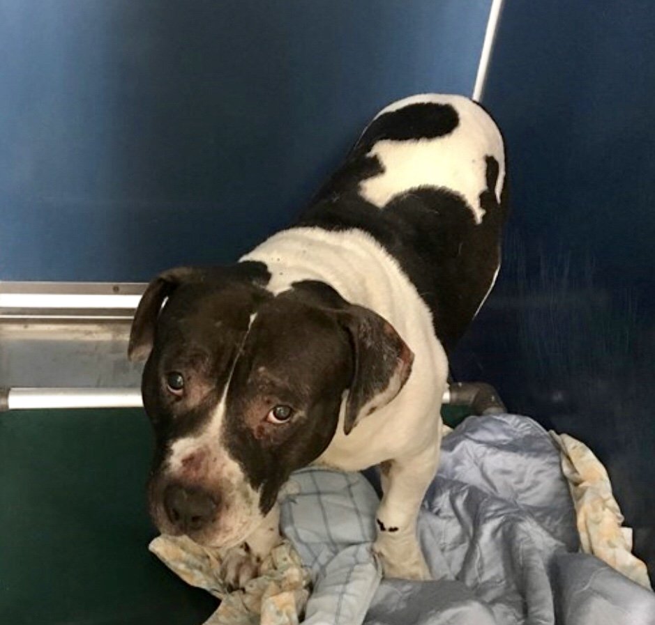 bobby unless unloved intervene dies alone hit stray terrified unable another saturday rescue keitholbermann him
