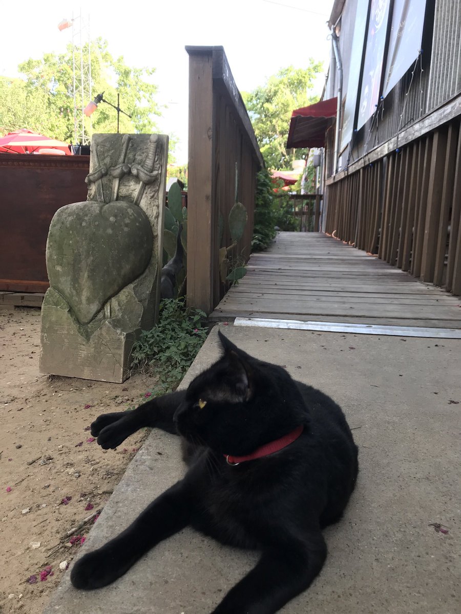 VORTEXonManor's tweet photo. smokey likes to play gatekeeper #cats #pleasepetme #love https://t.co/0o1gDQPIVF