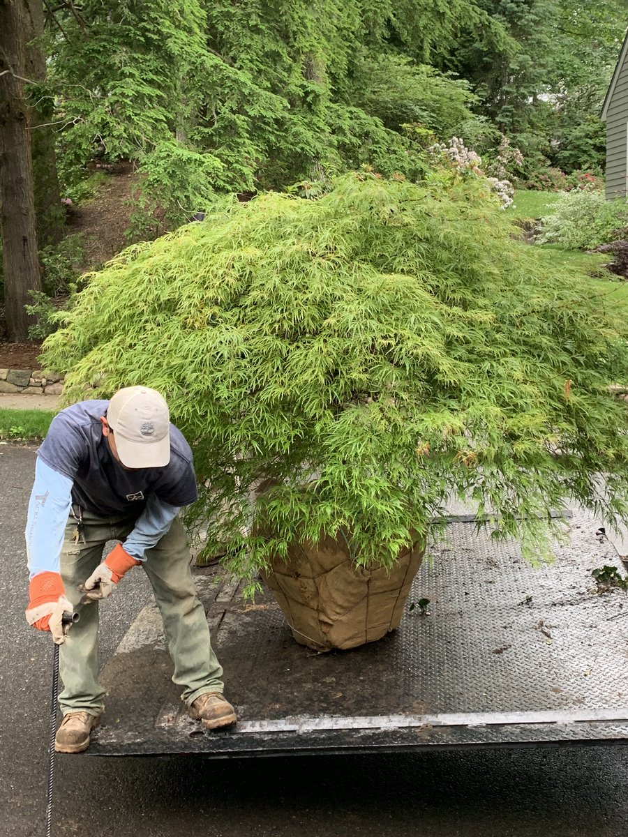 JNawadaTOH's tweet photo. .@ThisOldHouse @AskTOH This boulder & Japanese Maple are looking for a new home together. Removed a lawn that never grew and replaced with these 2 elements. Final reveal to come.....
#designingwithnature https://t.co/g7Ew6lKTv7