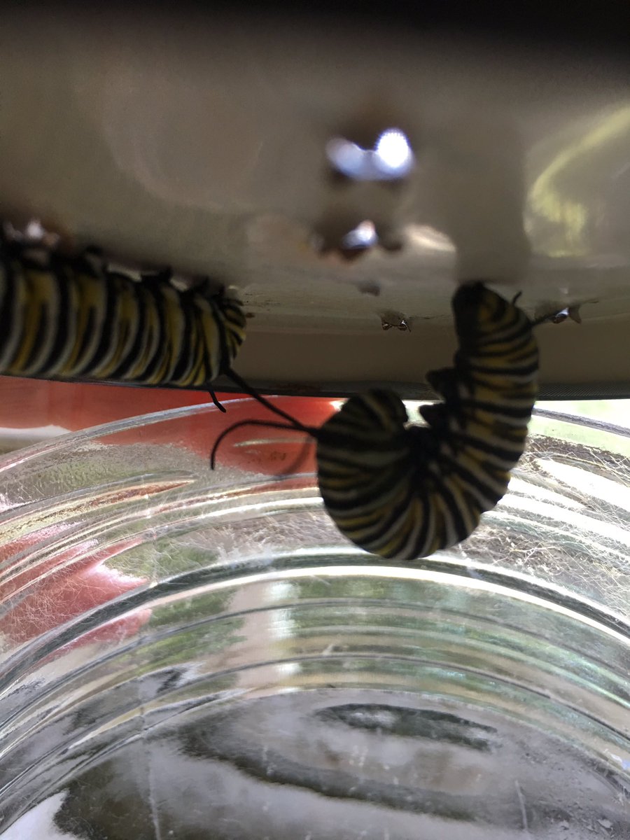 Our caterpillars are going into their chrysalis 👏🏼👏🏼😄 <a href="/StBenedictDP/">StBenedictRavens</a>