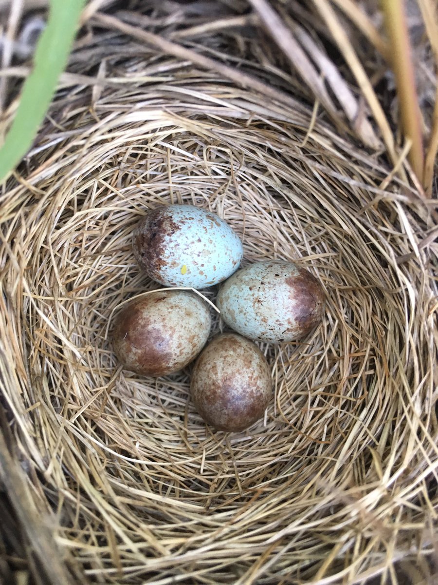 brynn_varcoe's tweet photo. Nests, nests and (hopefully) more nests! @ChristarinD and I were able to find four Savannah sparrow nests today at @ALUSNorfolk farms. #ornithology https://t.co/ImPTe109Sd