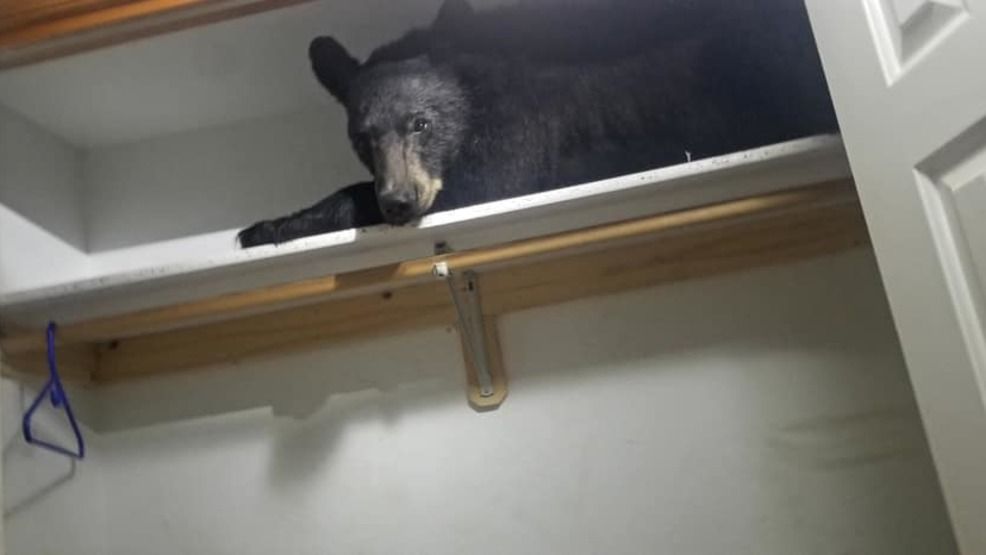 MontanaFWP's tweet photo. Bear found in Missoula home taking a snooze in the closet. https://t.co/nAvh9rjmJk https://t.co/96Fg50WWOQ