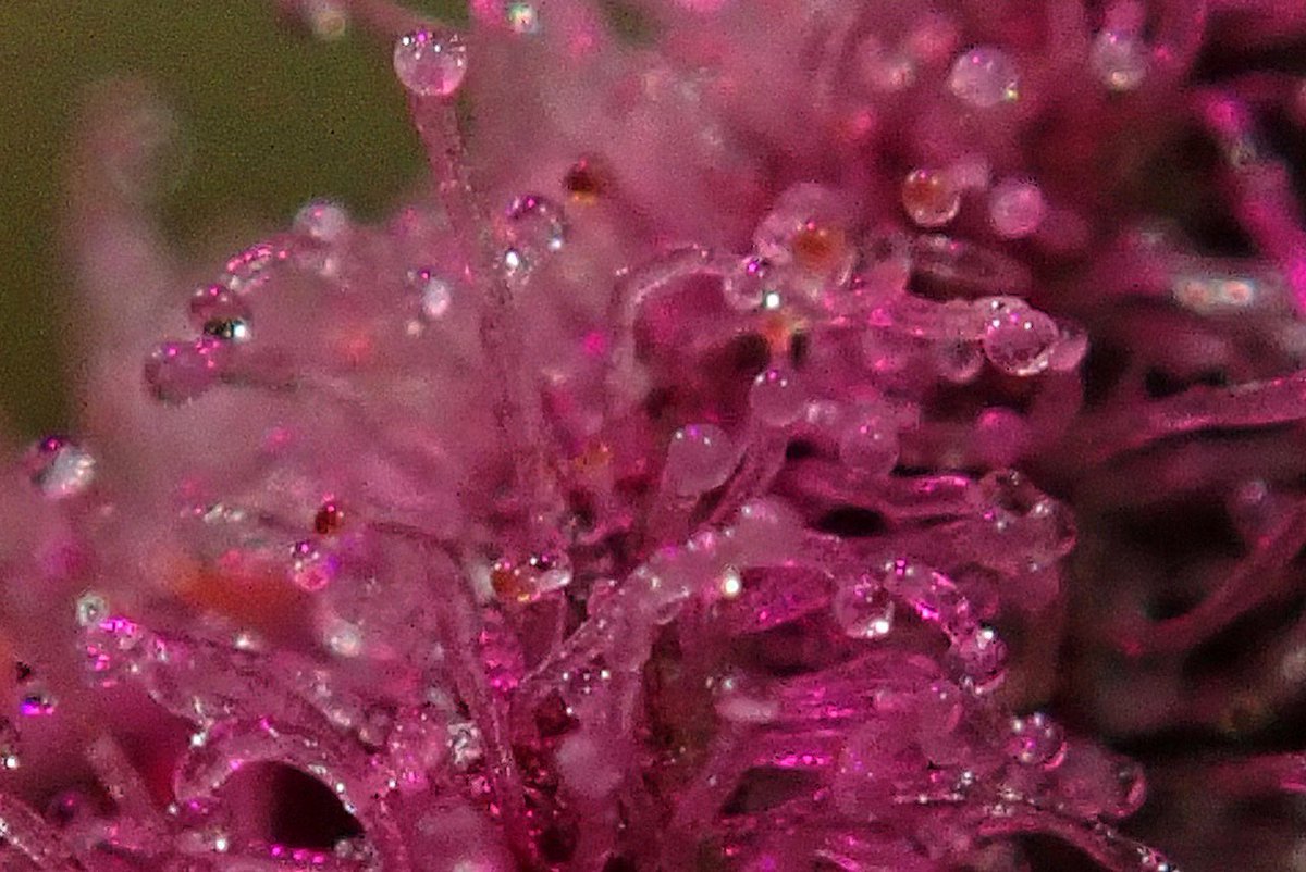 greenfusionled's tweet photo. 💚🔥💚🔥
#summertime #SummerSolstice
#kushqueen #cannacuties #cannaculture #cannacommunity #weedworld #worldofweed #hightimes #hightimesmagazine #hightimes420 #hightimesmag #stonersociety #stonersociety420 #girlswhosmokejoints #girlswhosmokeweed #californiacannabis #gogreen420 https://t.co/jL6Cj0Ujw0