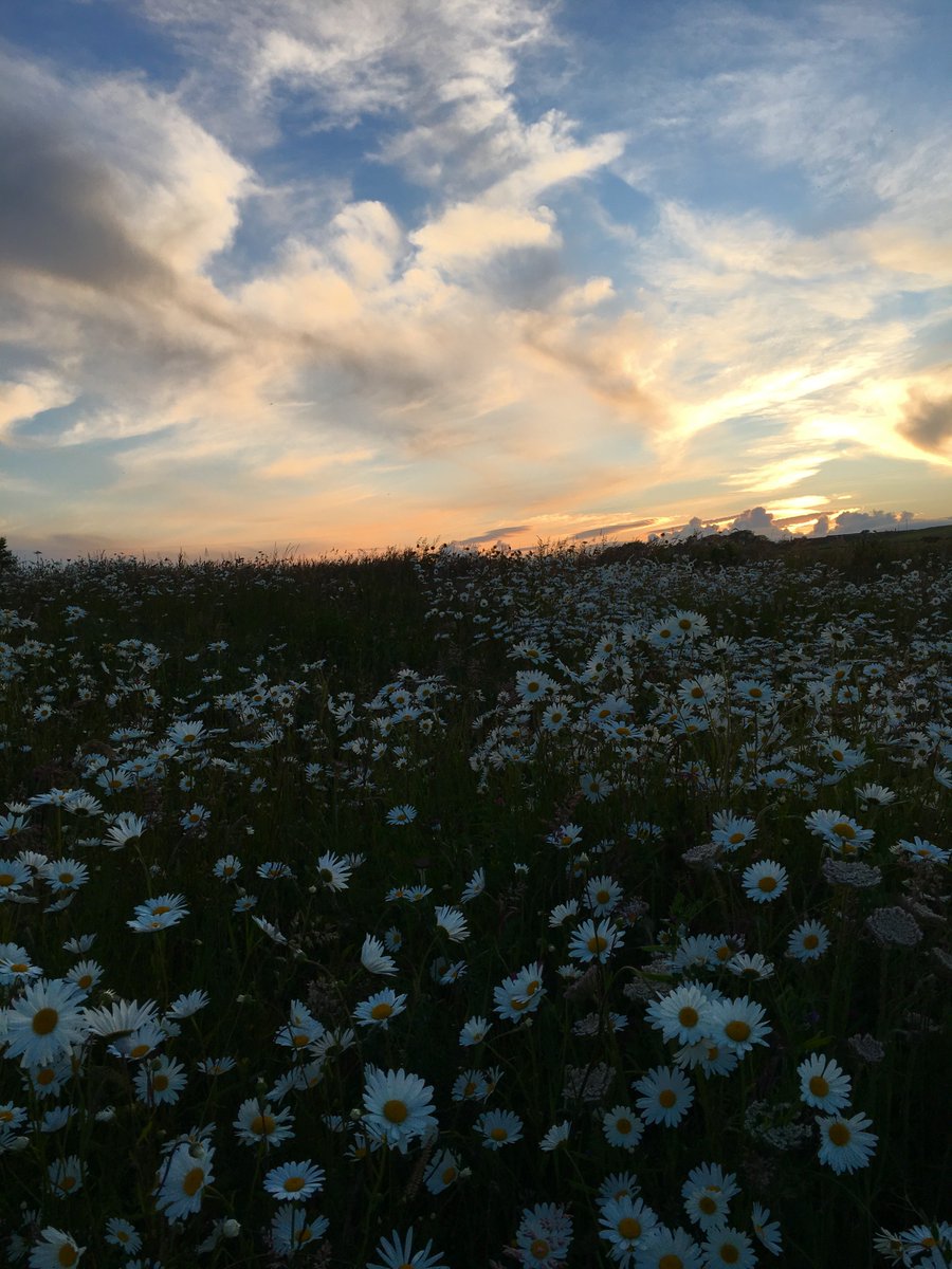 BallynoeHouse's tweet photo. The sun setting over our wildflower meadow. Lovely still evening. #longestday #wildflowers #selfcatering #Clonakilty #WildAtlanticWay #BookDirect https://t.co/9rmlAZBTfS