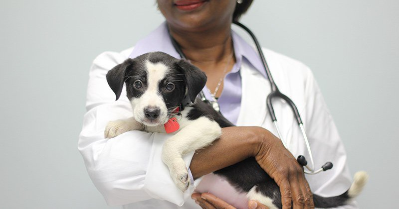 christinahill__'s tweet photo. .@atlantahumane is hosting a FREE vaccination clinic for cats and dogs this Sunday, June 23 at the @thdbackyard from 10 a.m. - 2 p.m.

Everyone is welcome to bring their pets to get those vaccines up-to-date!

https://t.co/jhFMGOLD4u https://t.co/uGvEHfykpk