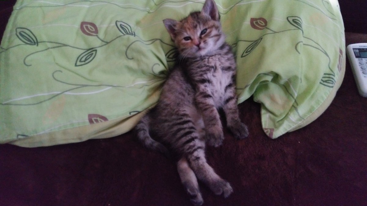 にゃあ 保護猫飼い主 Nyaanyaa04 Twitter にゃあ 保護猫飼い主 Nyaanyaa04 Twitter