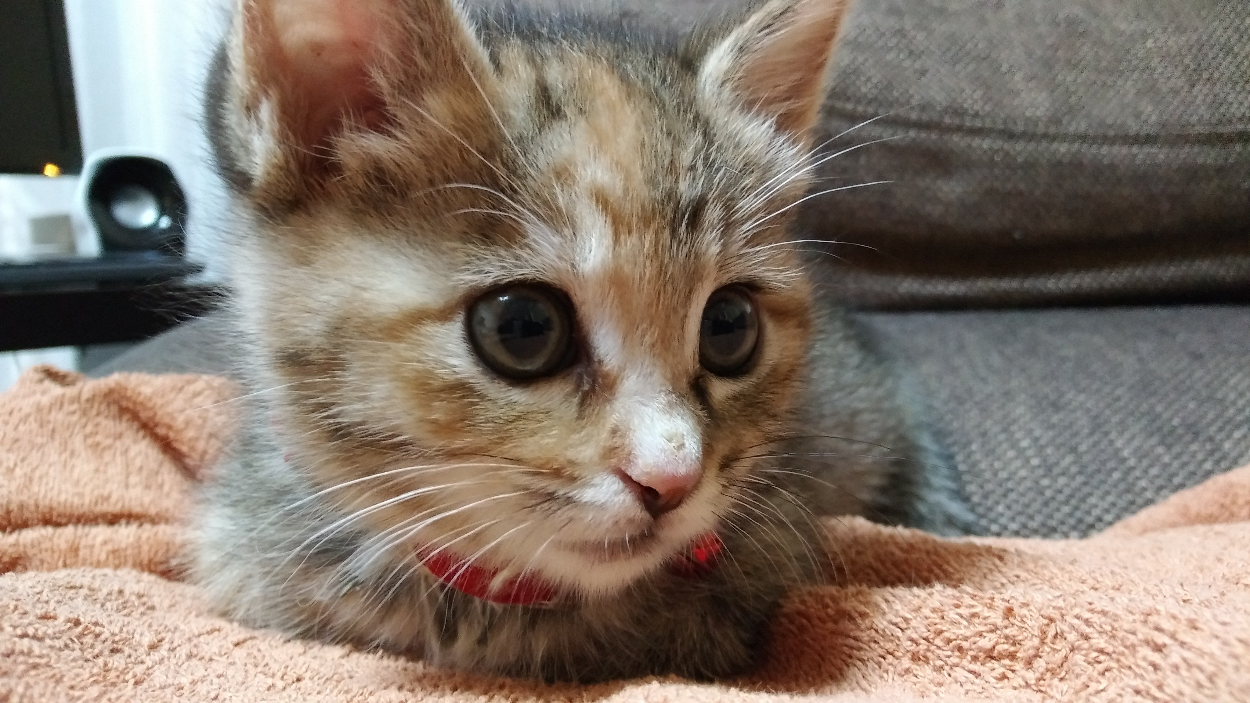 にゃあ 保護猫飼い主 Nyaanyaa04 Twitter