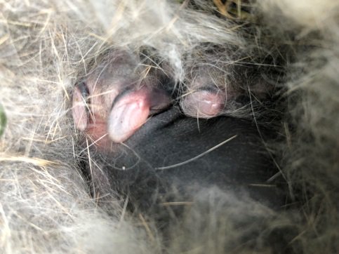 TWC_Wildlife's tweet photo. Baby Eastern cottontails can be tough to spot! Keep an eye out on your lawn before cutting grass and be aware. If you've found a nest but are unsure if mom is caring for her young, visit our website!

You can also visit our friends @leaf to learn more about #backyardbiodiversity! https://t.co/fmK1dZvRpc