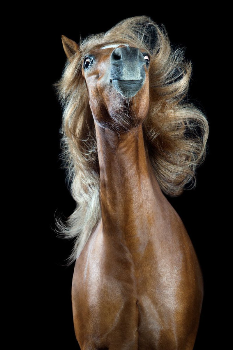 These horses are having an excellent hair day.
