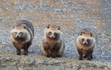 横並びする3匹のタヌキ🦝🦝🦝