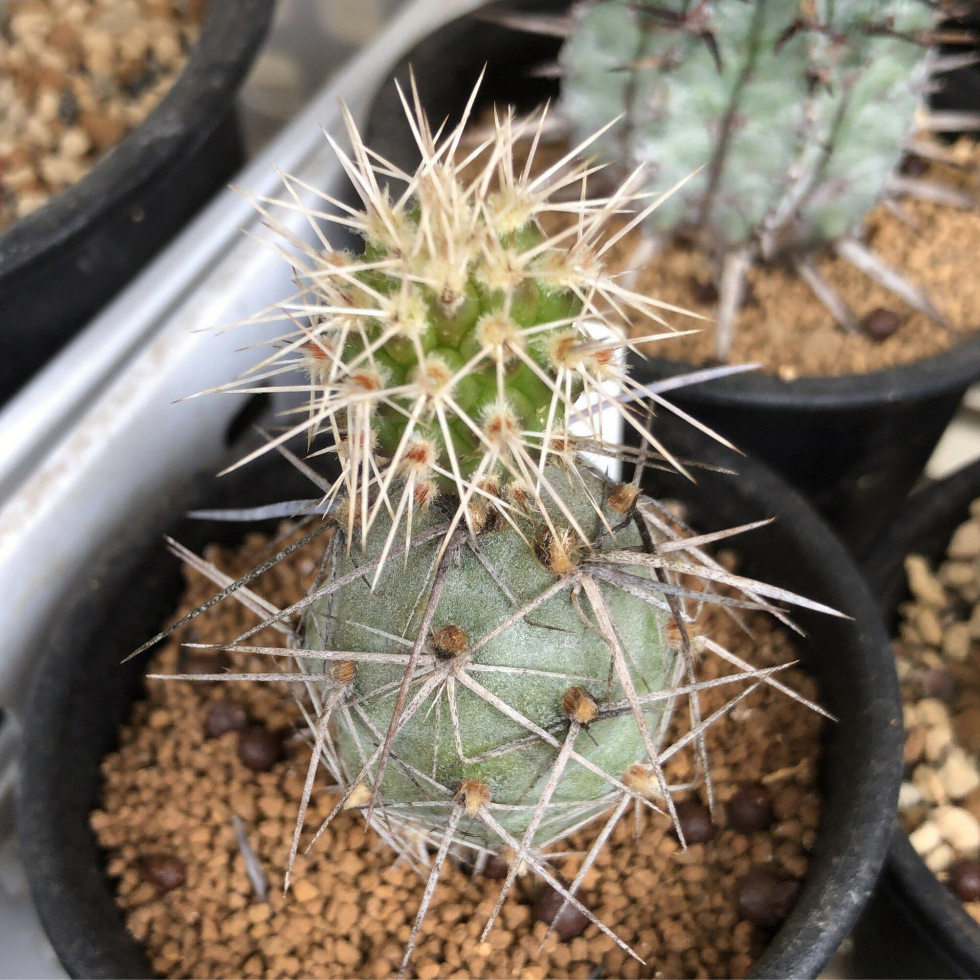 カブトガニジョン Tephrocactus Articulatus Var Aoracanthus テフロカクタス アルティクラトゥス アオラカンテウス 和名 荒武者 槍武者 多肉植物 サボテン Succulent Cactus Tephrocactus Articulatus Aoracanthus テフロカクタス アルティクラ