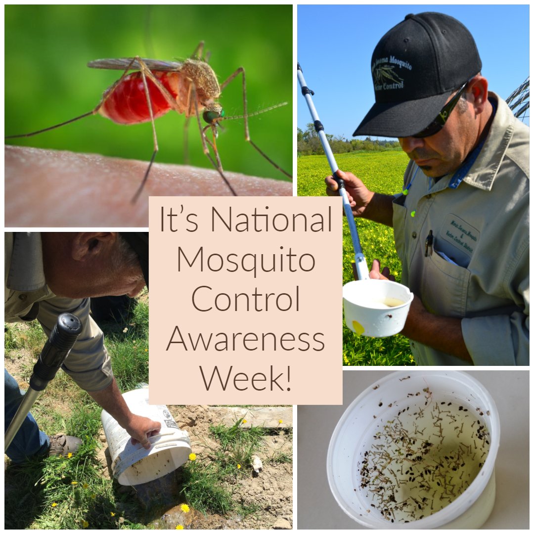 MSMVCD's tweet photo. It’s National Mosquito Control Awareness Week! According to @CDCgov, people in every U.S. state experience mosquito-transmitted diseases. Together, we need to #FightTheBite
#NationalMosquitoWeek
https://t.co/zZp0bK01b1 https://t.co/YQztbAMuLo