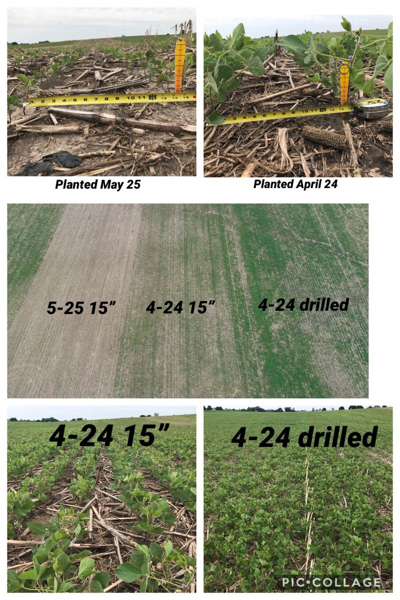 DanEmmert's tweet photo. Pics of planting date study 6/21. early planting & narrow rows collecting more sunlight. I know many fields couldnt be planted early, but did you know 7 inch row beans canopy ~15 days earlier than 15 “ rows, which are 15 days quicker than 30s? @PioneerSeeds #GrowingPointAgronomy https://t.co/pRv2dDVWJQ