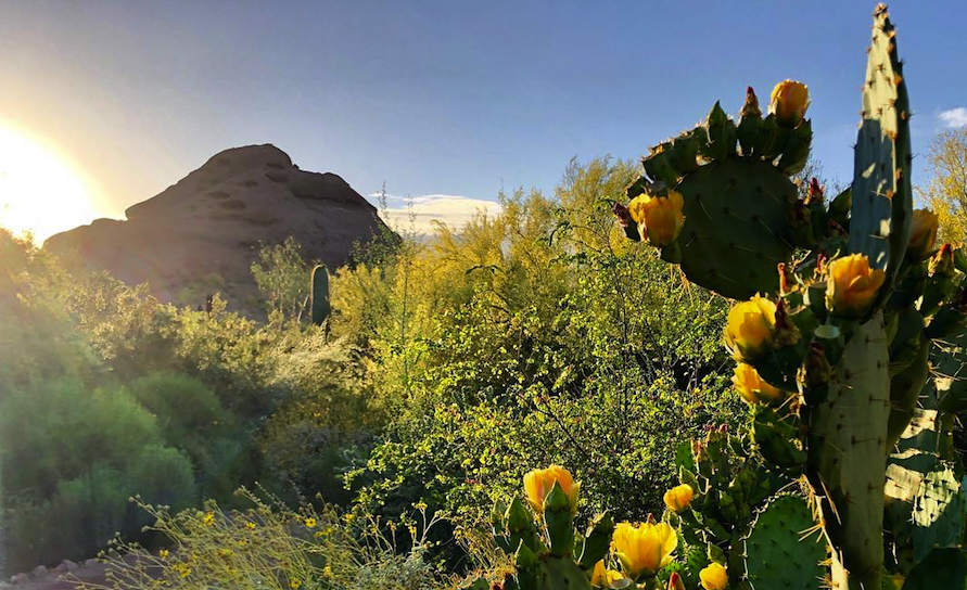 Desert Botanical Garden tweet media