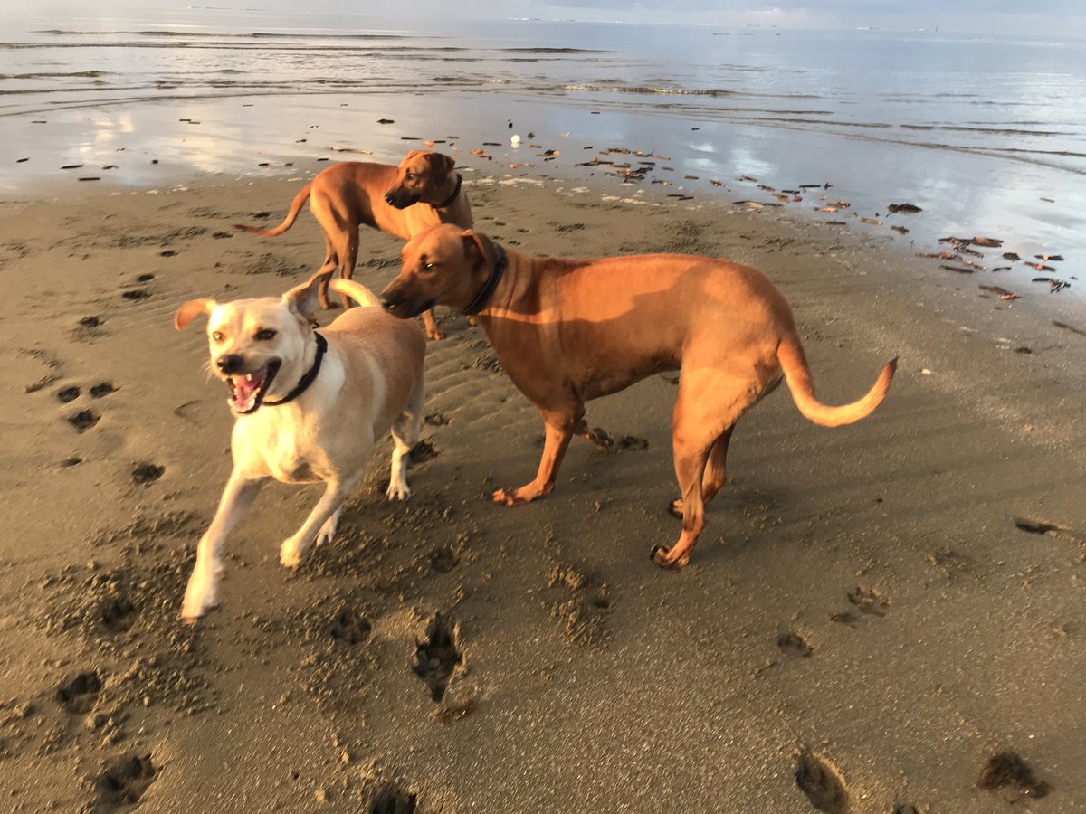 ArielaZibiah's tweet photo. In solidarity with the best team I mean the #hakwa team today, #furbabies and I went for a morning jog ... well they jogged, I got fit!! 🤣 May the #best #fijian #rugby team win #hakwaNADRO #hakwasiru #namasevakiaga aule!! Yadra #Suva 
#nofilter #fiji #weekend mornings .. https://t.co/W32VsMzcbv