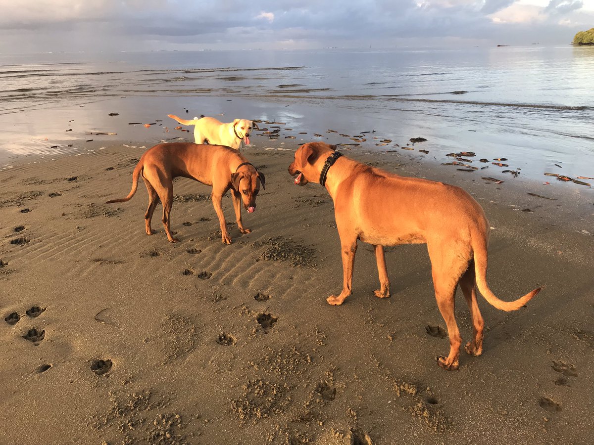 ArielaZibiah's tweet photo. In solidarity with the best team I mean the #hakwa team today, #furbabies and I went for a morning jog ... well they jogged, I got fit!! 🤣 May the #best #fijian #rugby team win #hakwaNADRO #hakwasiru #namasevakiaga aule!! Yadra #Suva 
#nofilter #fiji #weekend mornings .. https://t.co/W32VsMzcbv
