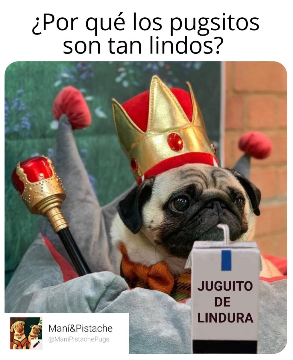 ManiPistachePug's tweet photo. Ni más ni menos 😍😍😍😍
Nombres de pugsitas aquí 👉 https://t.co/AsUojokfwq
#Puglove #Puglife #Pugs #Pug #PugsFan #pugsoftwitter #pugsofinstagram #pugsnotdrugs #MEMES #lomitos #momazos #PERROS https://t.co/sbEI0Kqpn1
