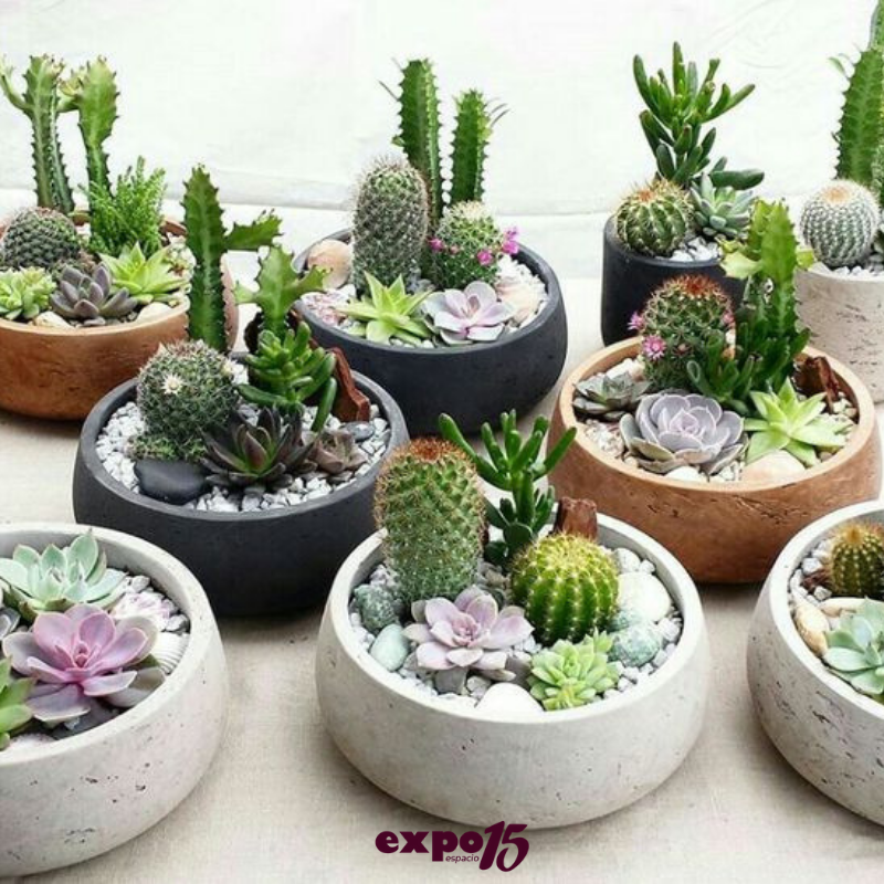 _Expo15's tweet photo. ¿Has pensado en obsequiarle a tus invitados plantas?🌵🌿
¡Una buena opción! 😉✨ https://t.co/FDMnG33iKi