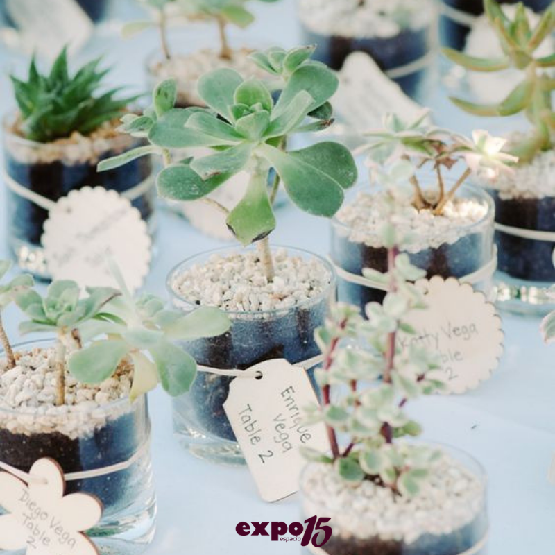 _Expo15's tweet photo. ¿Has pensado en obsequiarle a tus invitados plantas?🌵🌿
¡Una buena opción! 😉✨ https://t.co/FDMnG33iKi