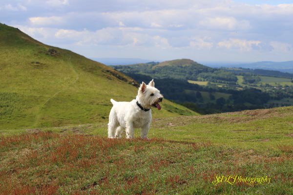 malvernwalkies's tweet photo. Fabulous walk on Sugarloaf with the pooches this morning, what a view! #malvernwalkies #fabwalks #wonderfulview #malvernhills #sugarloafhill #funwalks #weleaveonlypawprints https://t.co/bxgnLTiuGQ