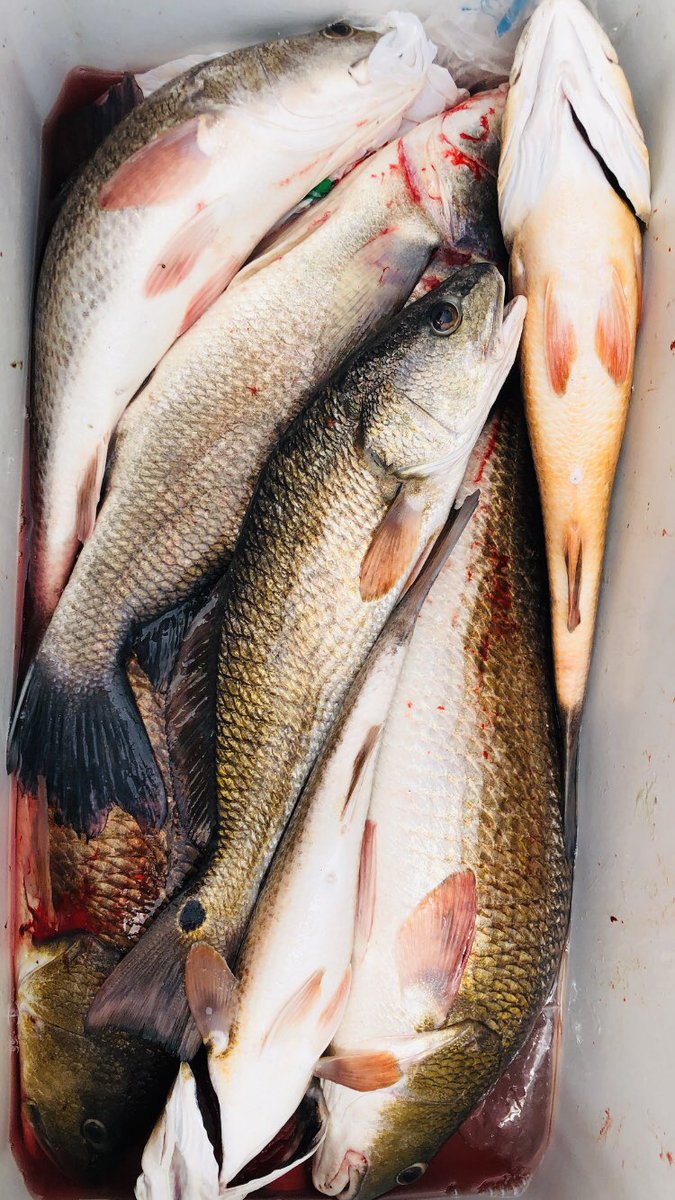 SweetwaterMari1's tweet photo. Sweetwater retired regular never disappoints. He brought in a 2 man limit of Redfish from Spanish Lake and Lake Batola. https://t.co/W3wmRxJLOW