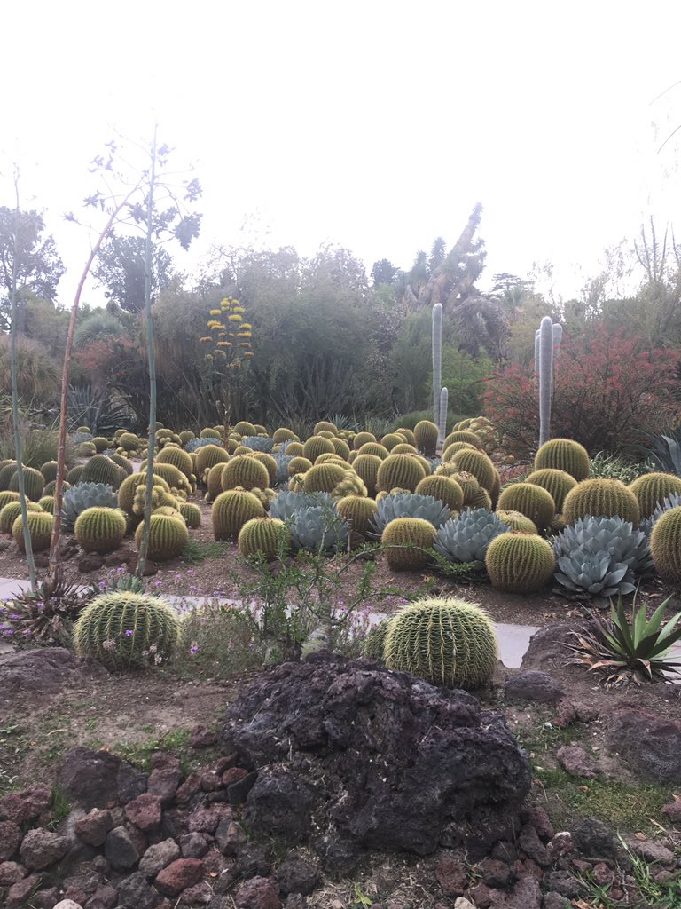 KatBoniface's tweet photo. A tour of the Desert Garden at @TheHuntington #HSTMI a plant archive, complete with accession numbers https://t.co/vILo7voKC3