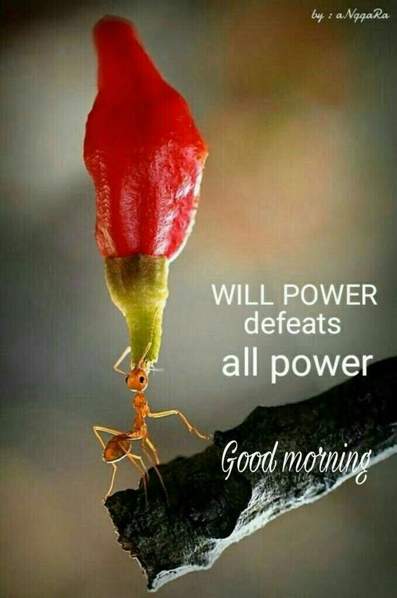 ranigill7's tweet photo. GM @BhausahebMuke  @BandanaDas16 @TarunPant14 @vijay2437888367 @coolboy_vipin  @Swwagatam @DrBharatSingh2 @DrAsisAcharya @sagheer_usmani @sanjaypatilsir @VinnuVs @dgaurr148   @Rakesh49135086 @manisingh2010 @Balwind09429516  THOUGHT 4 U https://t.co/fcPfj29Gj2