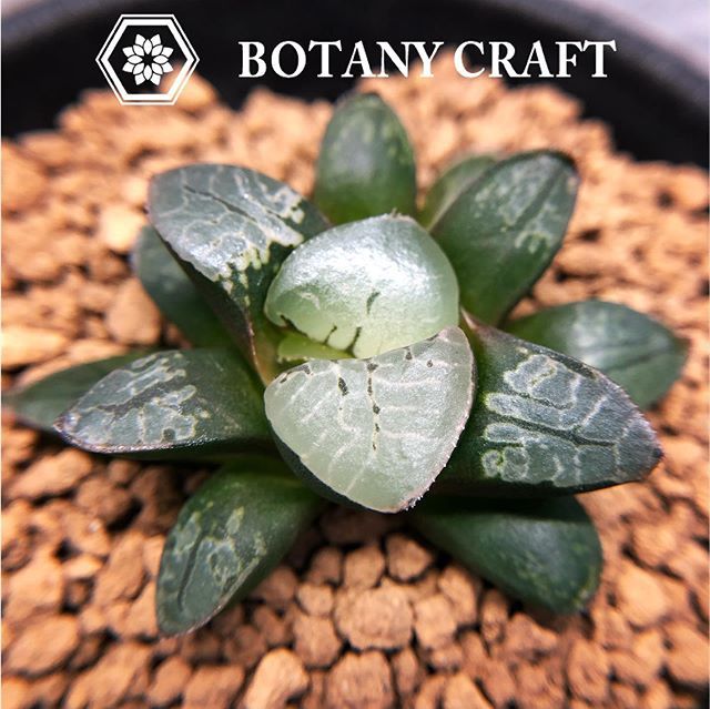 Botany Craft コレクタ 火鳳凰 透明窓に不規則な条理 Botany Craft Plant Succulent Haworthia 観葉植物 多肉植物 ハオルチア コレクタ 火鳳凰 T Co Qjc22shyse T Co Xxg9dthdy7 Twitter Botany Craft コレクタ 火鳳凰 透明窓に不規則な条理 Botany Craft Plant Succulent Haworthia 観葉植物 多肉植物 ハオルチア コレクタ 火鳳凰 T Co Qjc22shyse T Co Xxg9dthdy7 Twitter