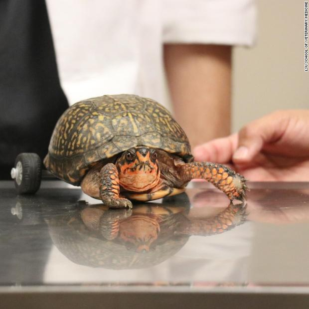 This turtle lost both his back legs, so veterinarians used a Lego toy car kit to build him a very fancy wheelchair cnn.it/2YcYFJj
