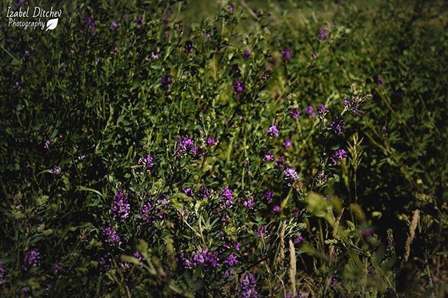 Izabelditchev's tweet photo. #photography #photographer #photographylovers #photographyislife #outdoors #outdoorphotography #nature #naturegram #naturephotography #naturelovers #natureporn #flowers #flowerphotography #flowerporn #flowersofinstagram #flowerpower #plants #plantsofinst… https://t.co/dlr1Fitkp3 https://t.co/QRIvqD5U1t