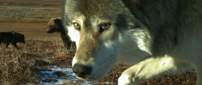 ParksCanada's tweet image. Wolf cameos 🐺? Bear photo-bombs 🐻? Wildlife can have their time in the spotlight, too…✨ This #SelfieDay, check out these super cool “selfies” from our #wildlife webcams 🤳 ➡ ow.ly/mnZ250uJPdg #ScienceWithAView